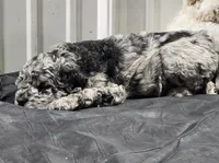 Rambo, a male Labradoodle and Australian Labradoodle for sale in Rapidan, VA – Photo 4 of 5