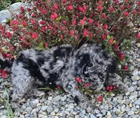 Rambo, a male Labradoodle and Australian Labradoodle for sale in Rapidan, VA – Photo 3 of 5