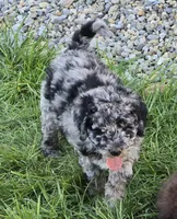 Rambo, a male Labradoodle and Australian Labradoodle for sale in Rapidan, VA – Photo 1 of 5
