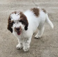 Pretty Girl, a female Labradoodle and Australian Labradoodle for sale in Rapidan, VA – 8 of 9