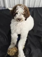 Pretty Girl, a female Labradoodle and Australian Labradoodle for sale in Rapidan, VA – 7 of 9