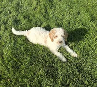 Mocha, a male Labradoodle and Australian Labradoodle for sale in Rapidan, VA – 10 of 10