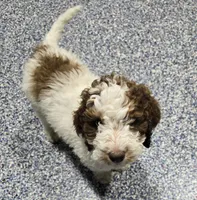 Pretty Girl, a female Labradoodle and Australian Labradoodle for sale in Rapidan, VA – 9 of 9