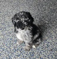 Spunky, a female Labradoodle and Australian Labradoodle for sale in Rapidan, VA – 9 of 10