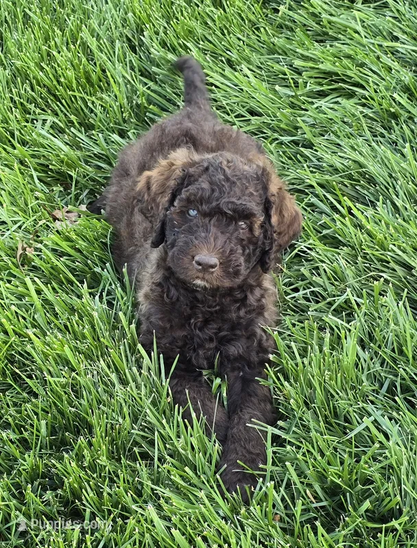 Choco – Labradoodle, Australian Labradoodle puppy for sale in Rapidan, VA