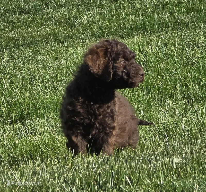 Choco – Labradoodle, Australian Labradoodle puppy for sale in Rapidan, VA
