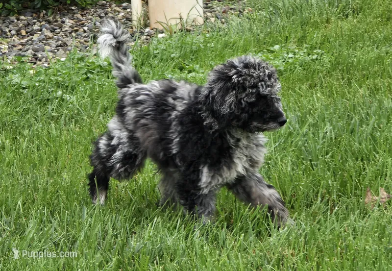 Spunky – Labradoodle, Australian Labradoodle puppy for sale in Rapidan, VA
