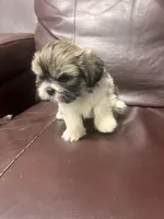 processed/0ae75b53-23f2-4449-bd8c-cc39182d2aac/listing/cca410b2-a9bd-476c-bc2c-99a4f83e8cc0/ff907236-3f47-4995-b14b-10902cca4bbe