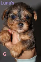 Luna’s girl , a female Yorkshire Terrier for sale in Teague, TX – 2 of 2