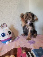 Little bit girl , a female Yorkshire Terrier for sale in Teague, TX – 2 of 2