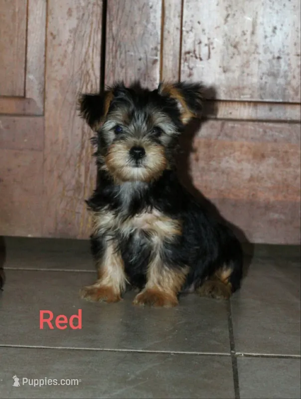 Red – Yorkshire Terrier puppy for sale in Teague, TX