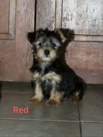 Red, a female Yorkshire Terrier for sale in Teague, TX – 1 of 1