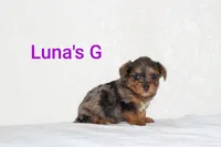 Luna’s girl , a female Yorkshire Terrier for sale in Teague, TX – 1 of 2
