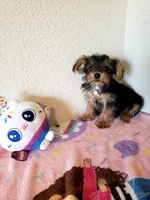 Little bit girl , a female Yorkshire Terrier for sale in Teague, TX – 1 of 2