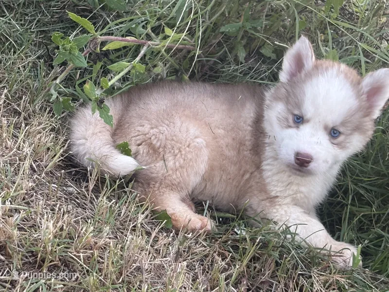 Zack – Siberian Husky puppy for sale in Pembroke, NC