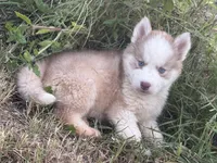 Zack, a male Siberian Husky for sale in Pembroke, NC – 4 of 4