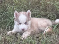Zack, a male Siberian Husky for sale in Pembroke, NC – 2 of 4