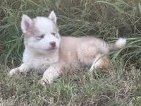 Zack, a male Siberian Husky for sale in Pembroke, NC – 3 of 4