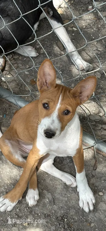 Oka 1 – Basenji puppy for sale in Lavon, TX