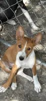 Oka 1, a female Basenji for sale in Lavon, TX – 1 of 9