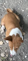 Oka 1, a female Basenji for sale in Lavon, TX – 3 of 9