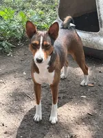AKC Trindle, a male Basenji for sale in Lavon, TX – 8 of 8