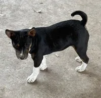 AKC Trindle, a male Basenji for sale in Lavon, TX – 4 of 8
