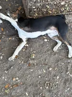 AKC Trindle, a male Basenji for sale in Lavon, TX – 3 of 8