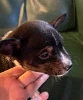 AKC Trindle, a male Basenji for sale in Lavon, TX – 6 of 8
