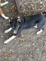 AKC Trindle, a male Basenji for sale in Lavon, TX – 2 of 8