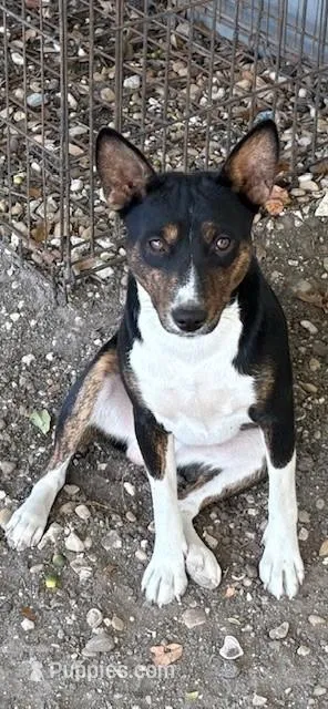 AKC Trindle – Basenji puppy for sale in Lavon, TX