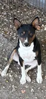 AKC Trindle, a male Basenji for sale in Lavon, TX – 1 of 8