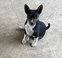 AKC Trindle, a male Basenji for sale in Lavon, TX – 5 of 8