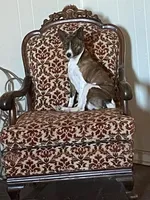 AKC Trindle, a male Basenji for sale in Lavon, TX – 7 of 8