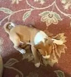 Oka 1, a female Basenji for sale in Lavon, TX – 5 of 8