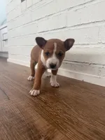 Oka 1, a female Basenji for sale in Lavon, TX – 3 of 8