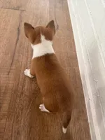 Oka 1, a female Basenji for sale in Lavon, TX – 4 of 8
