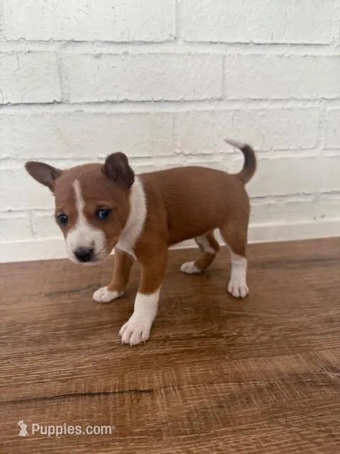 Oka 1 – Basenji puppy for sale in Lavon, TX