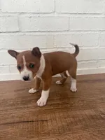 Oka 1, a female Basenji for sale in Lavon, TX – 1 of 8