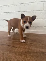 Oka 1, a female Basenji for sale in Lavon, TX – 2 of 8