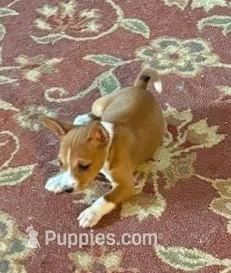 Oka 5, a female Basenji for sale in Lavon, TX – 1 of 8