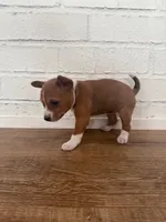Oka 5, a female Basenji for sale in Lavon, TX – 4 of 8
