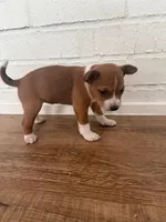 Oka 5, a female Basenji for sale in Lavon, TX – 3 of 8