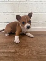 Oka 5, a female Basenji for sale in Lavon, TX – 2 of 8