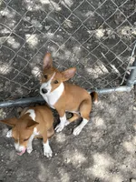 Oka 1, a female Basenji for sale in Lavon, TX – 2 of 9