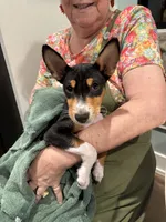 Oka 2 SOLD, a male Basenji for sale in Lavon, TX – 1 of 9