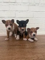Oka 2, a male Basenji for sale in Lavon, TX – 6 of 8