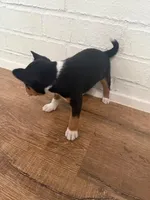 Oka 2, a male Basenji for sale in Lavon, TX – 5 of 8