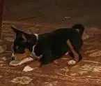 Oka 2, a male Basenji for sale in Lavon, TX – 2 of 8