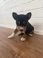 Oka 2, a male Basenji for sale in Lavon, TX – 3 of 8